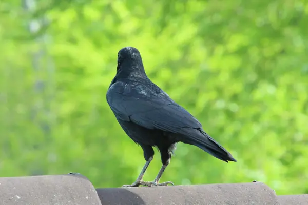 stock image A black raven