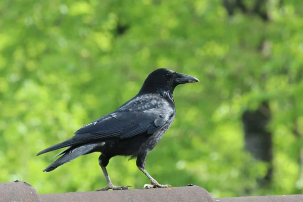 Stock image A black raven