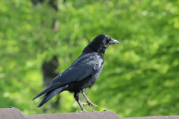 stock image A black raven