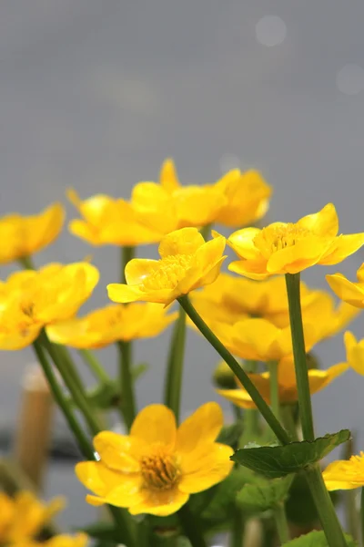 Yellow flowers on the pond — Stock Photo, Image