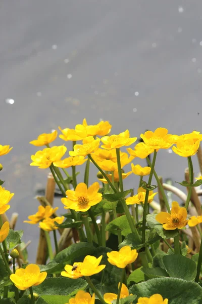 在池塘上的黄色小花 — 图库照片