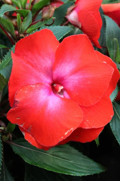 Hermosas flores —  Fotos de Stock