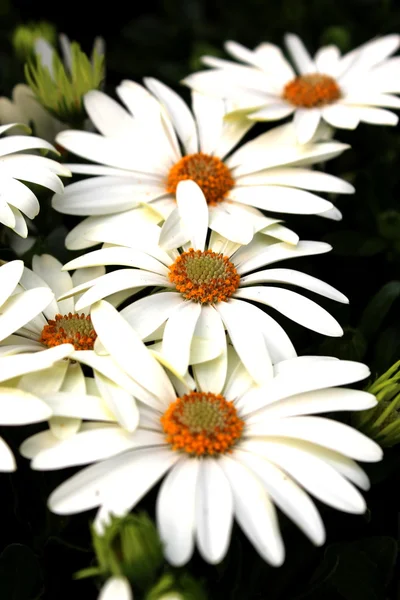 Красиві квіти — стокове фото