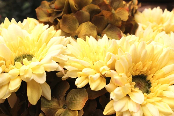 Krásné květiny — Stock fotografie