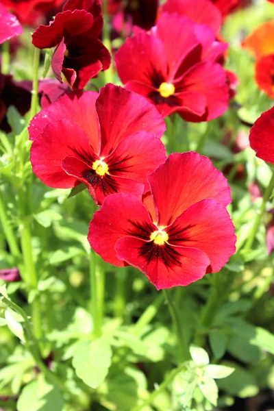 Vackra blommor — Stockfoto