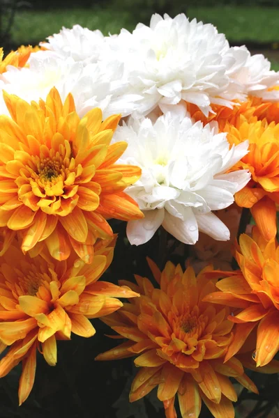 Lindas flores — Fotografia de Stock