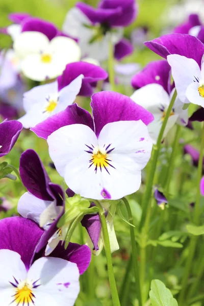 Schöne Blumen — Stockfoto