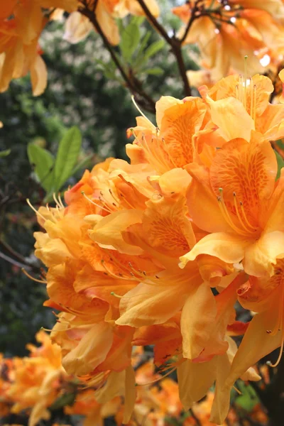 stock image Beautiful flowers