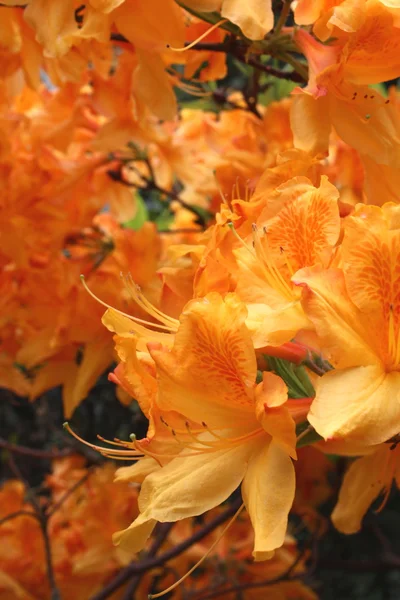 stock image Beautiful flowers