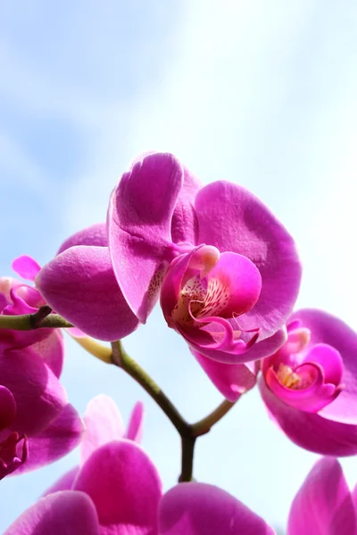 stock image Beautiful flowers