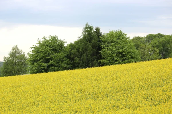 Um campo de canola — Fotografia de Stock