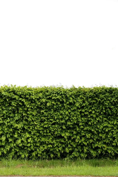 En grön häck — Stockfoto