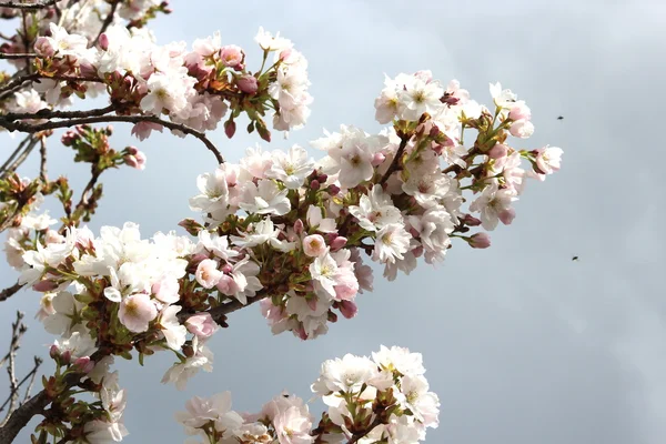 Ιαπωνικής Κερασιάς — Φωτογραφία Αρχείου