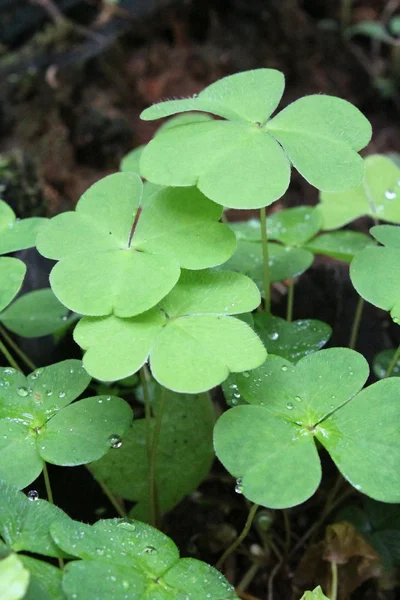 Wet plant leaves — Stock Photo, Image