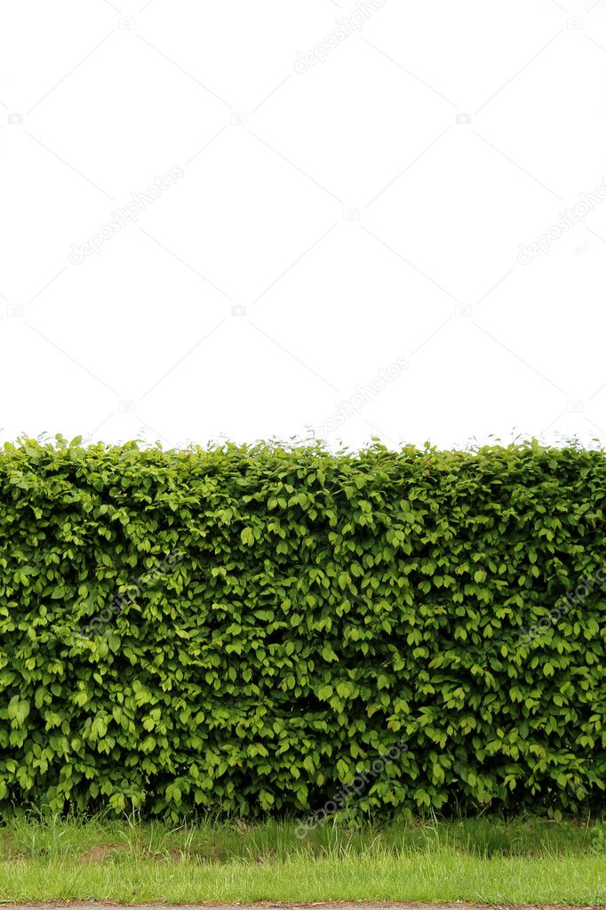 A green hedge