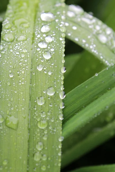 Wet plant — Stock Photo, Image