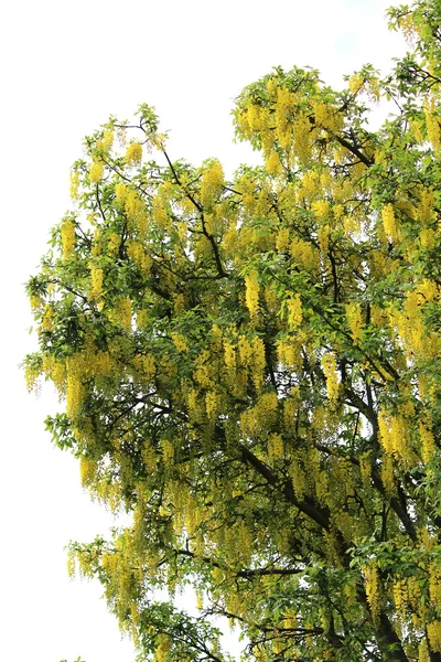 Un árbol bonito —  Fotos de Stock