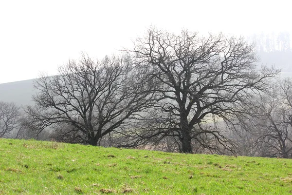 Ağaçlar — Stok fotoğraf