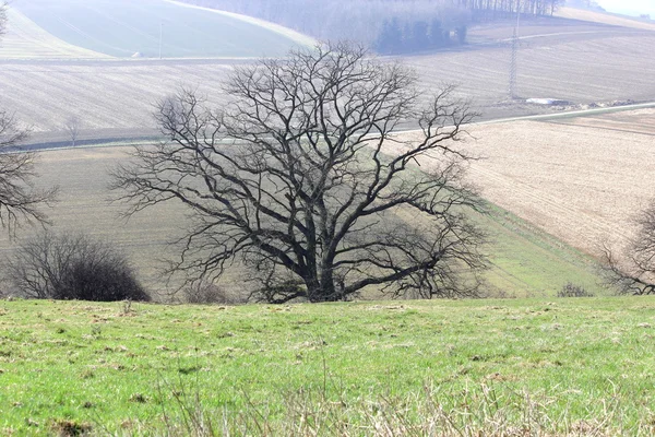 Дерева — стокове фото