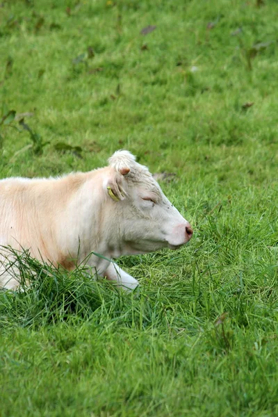 Weiße Kühe — Stockfoto