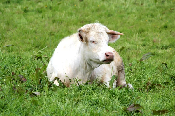 Vacas blancas —  Fotos de Stock