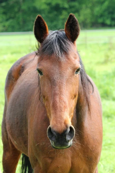 En häst — Stockfoto