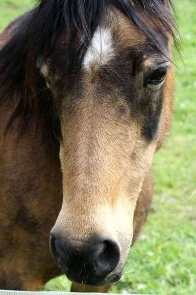 Bir at — Stok fotoğraf