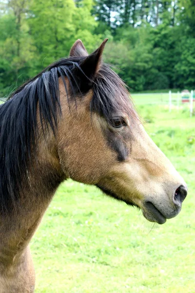 Un caballo. —  Fotos de Stock