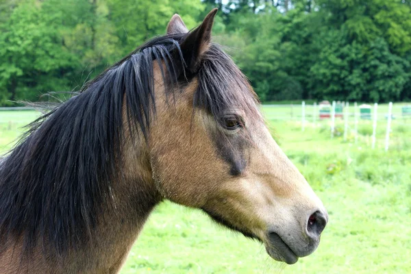 Un caballo. — Foto de Stock