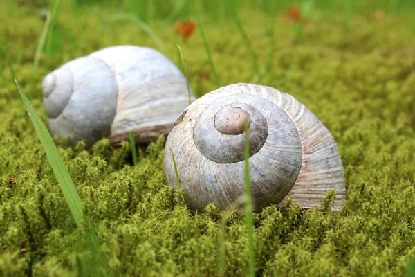 A snail — Stock Photo, Image