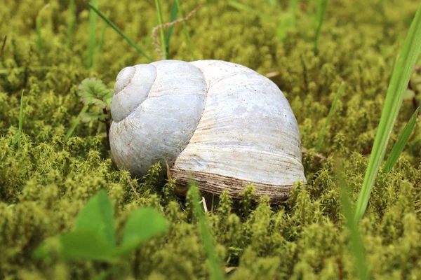 A snail — Stock Photo, Image