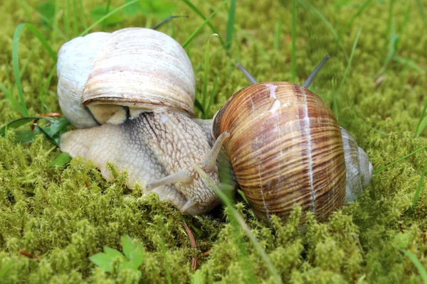 Um caracol — Fotografia de Stock