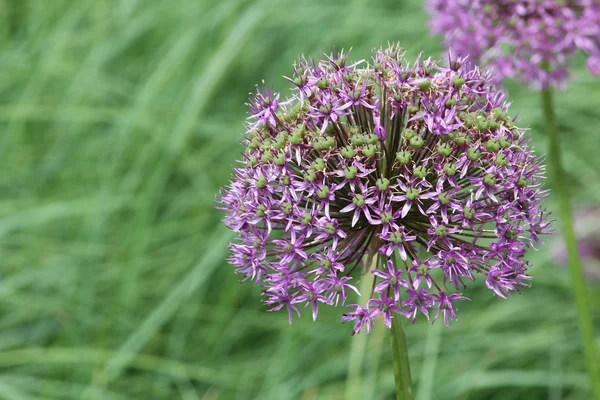 Vackra blommor — Stockfoto