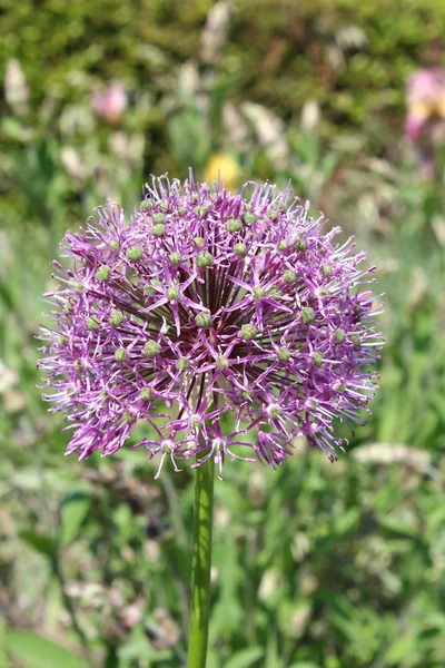 Güzel Çiçekler — Stok fotoğraf