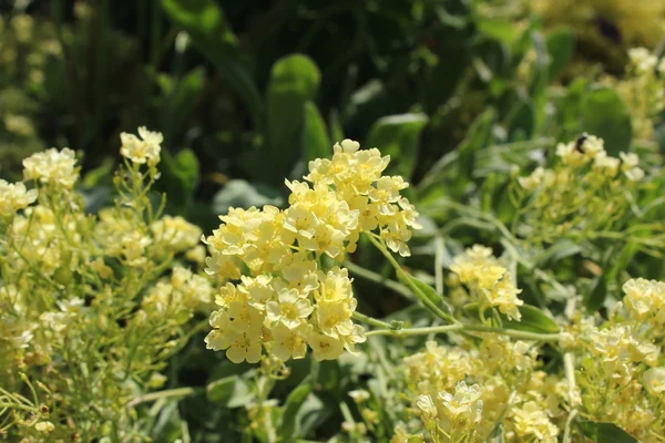 Hermosas flores — Foto de Stock