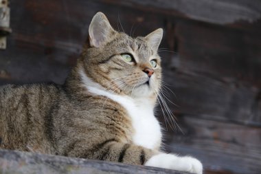 Bahçe içinde güzel bir kedi