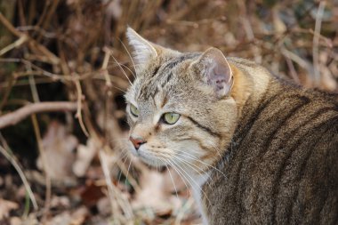 Bahçe içinde güzel bir kedi