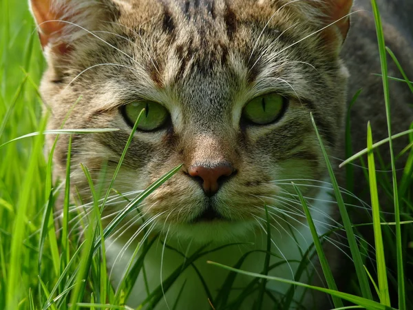 Gato no jardim — Fotografia de Stock