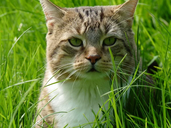 Katt i trädgården — Stockfoto