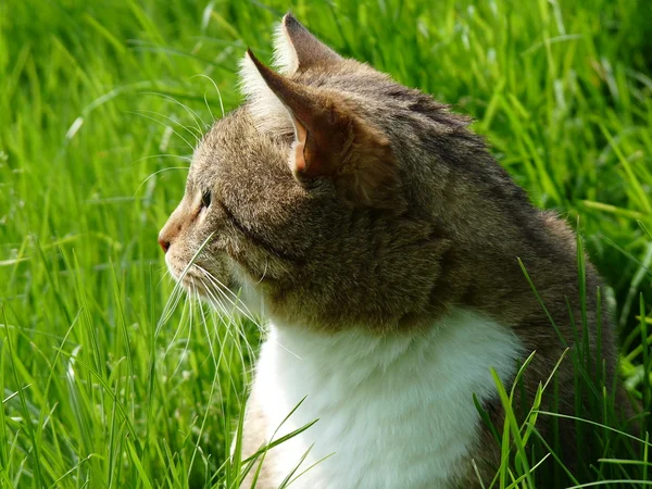 Kot w ogrodzie — Zdjęcie stockowe