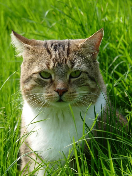 Kat in de tuin — Stockfoto