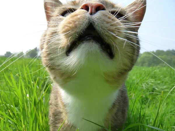 Kočka v zahradě — Stock fotografie