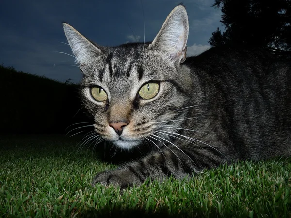 Bahçedeki kedi — Stok fotoğraf