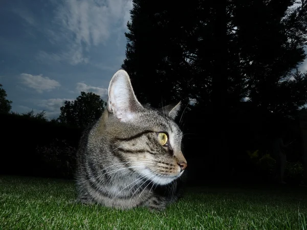 Gatto in giardino — Foto Stock