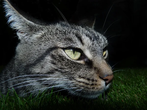 정원에 있는 고양이 — 스톡 사진
