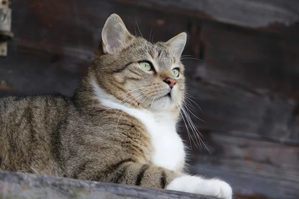 Un bel gatto in giardino — Foto Stock