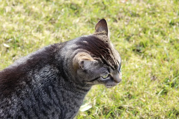 Ładny kot w ogrodzie — Zdjęcie stockowe