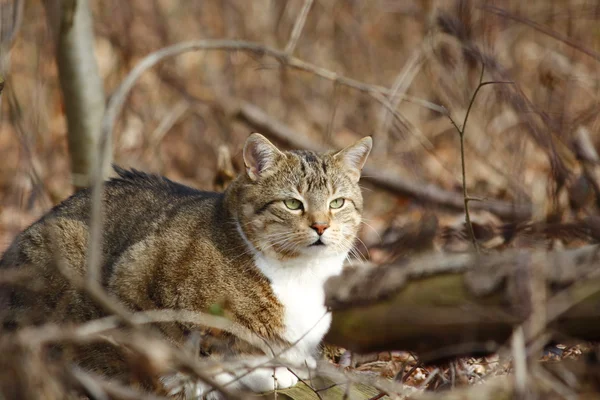 Хорошая кошка в лесу — стоковое фото