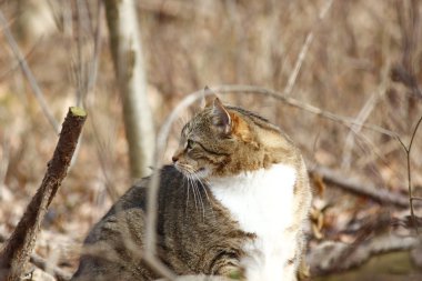 ormanda güzel bir kedi