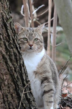 ormanda güzel bir kedi